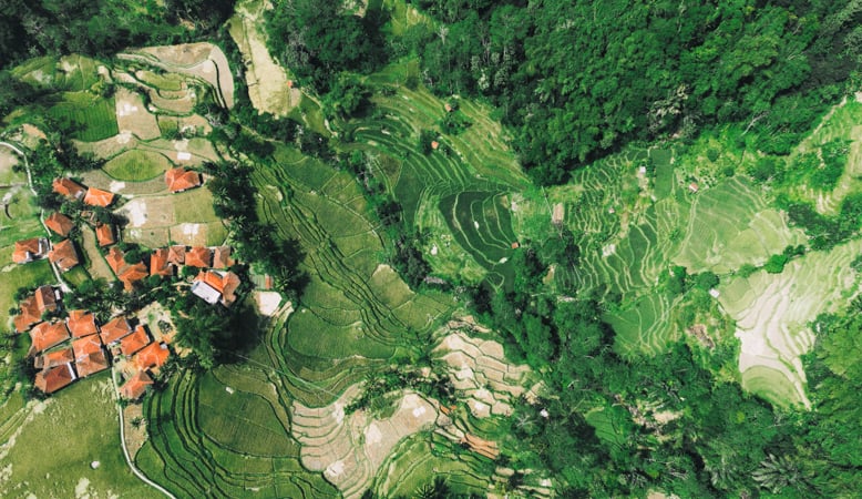 Aerial view of a village in a lush forest.