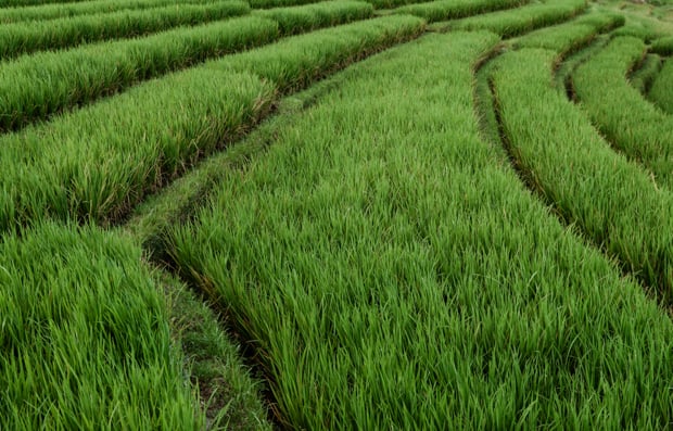 Aerial view of green field.