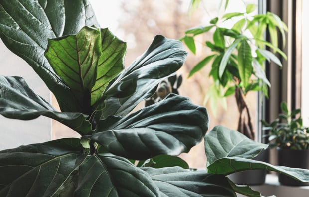 Fiddle leaf fig tree in an office.